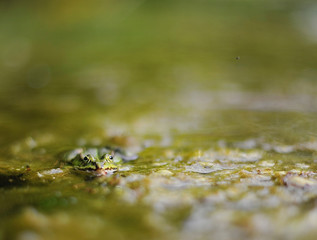 Frosch in Teich beim Anvisieren der Beute