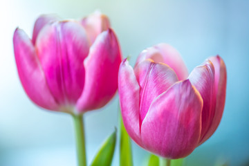 Pink tulips on a creamy background