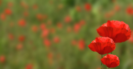 bouquet de coquelicots rouges sur fond coquelicots