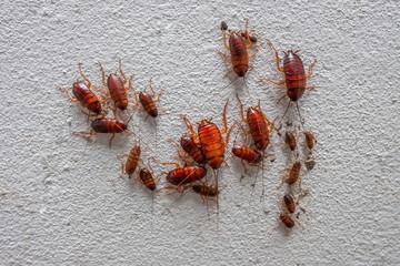 Close up cockroach insects on white wall with big and small cockroach family.