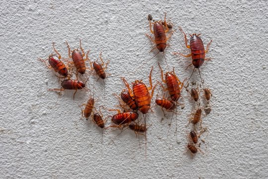 Close up cockroach insects on white wall with big and small cockroach family.