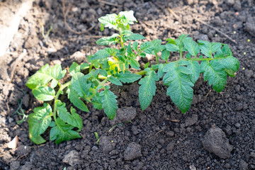 seedlings of tomato for a country house.