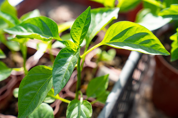 seedlings of pepper for a country house.
