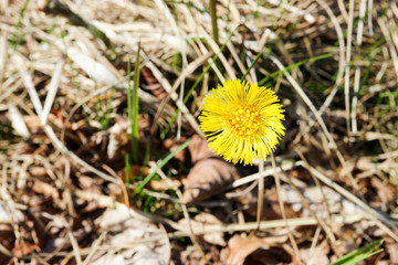 first spring yellow coltsfoot flower