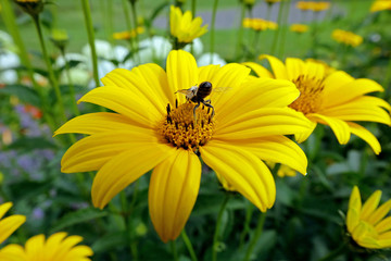 bee on yellow flower