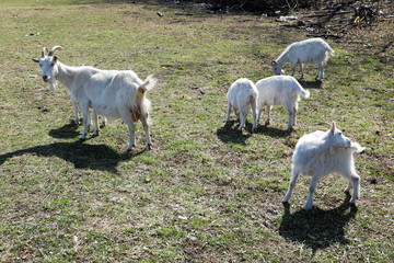 white goat family with small goatlings on a meadow