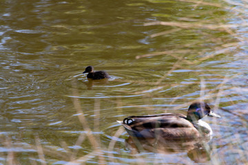 Fototapeta premium duck in the water