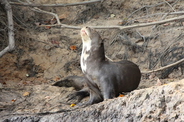Pantanal- Riesenotter an Land