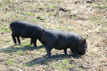 two cute little black mini pigs on the meadow looking for food