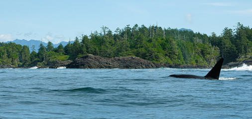 Obraz premium Tofino, Vancouver Island, Canada 2017, Killer whale at the sea shore