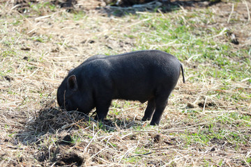 cute little black mini pig looking for food in the grass