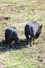 two cute little black mini pigs on the meadow looking for food
