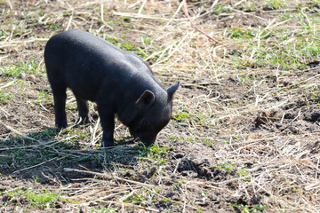 cute little black mini pig looking for food in the grass
