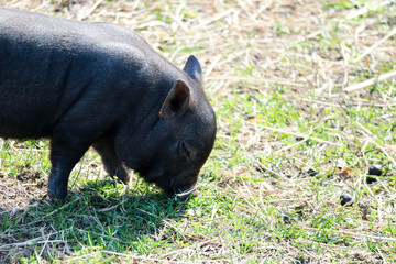cute little black mini pig ilooking for food n the grass