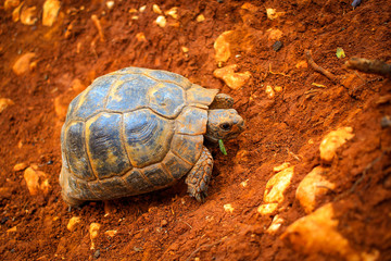 Turkish turtle crawling on orange clay