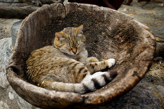 Turkish cat sleeping in a wooden bowl - Powered by Adobe