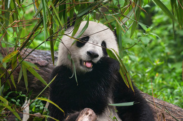 Cute giant panda bear enjoys eating bamboo
