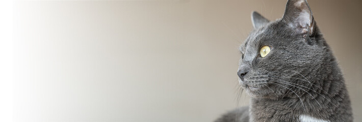 Portrait of adorable grey cat with yellow eyes. Animal head shot with copy space.