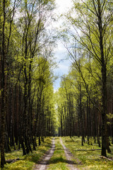 Fresh, green leaves in the forest in spring.