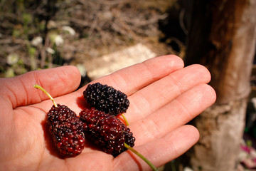 Big Turkish mulberry on the palm of your hand