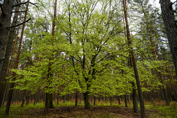 Fresh, green leaves in the forest in spring.
