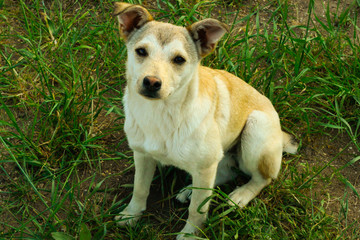 Red-haired dog sits on green grass