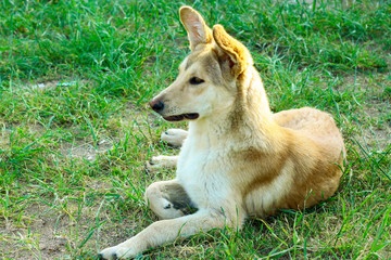 Red-haired dog sits on green grass