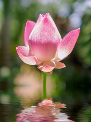 The pink lotus that is above the water in the pond
