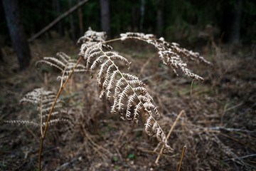 Dried fern leaves during drought in the forest.