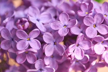 Naklejka na ściany i meble Fragrant spring lilac flowers in the springtime garden.