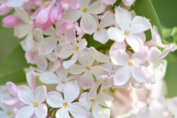 Fragrant spring lilac flowers in the springtime garden.