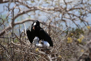 FREGATE DU PACIFIQUE / GALAPAGOS/ECUADOR