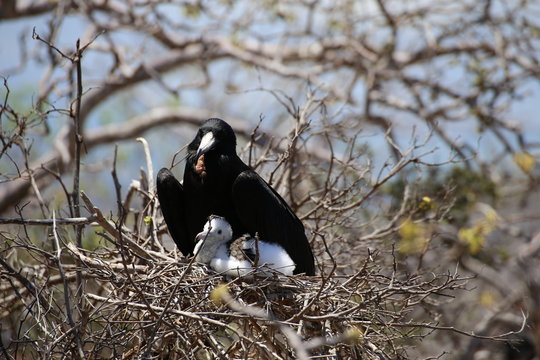 FREGATE DU PACIFIQUE / GALAPAGOS/ECUADOR