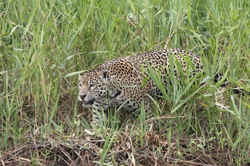 Pantanal- Jaguar auf der Jagd