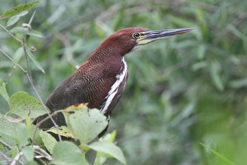 Pantanal- Mangrovenreiher