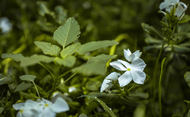 white flowers in the garden
