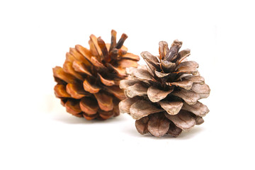 Colose up of brown cedar pine cone on white background. Selective focus