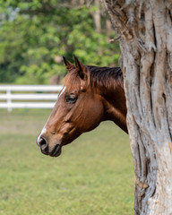 portrait of a horse