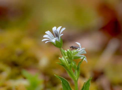 Tanzfliege  (Empididae) an der weißen Blüte des Wasserdarm (Stellaria aquatica) isoliert vor natürlichem grünlich, braunen Hintergrund
