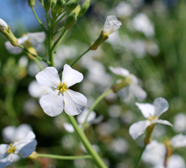 Petite fleur sauvage