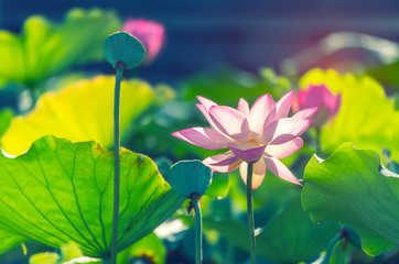 Obraz premium lotus flower blooming in summer pond with green leaves as background