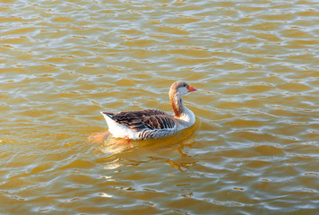 goose swimming on the pond at sunset