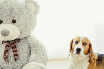 Young tricolor dog of Beagle breed, lying relaxed next to a teddy bear