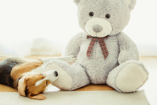 Young tricolor dog of Beagle breed, lying relaxed next to a teddy bear