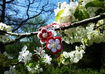 Branch of blossoming cherry tree with a handmade Martisor, it is a Romanian traditional symbol of...