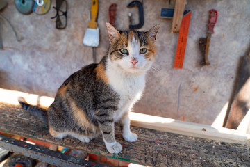 cat sitting on background of working tools