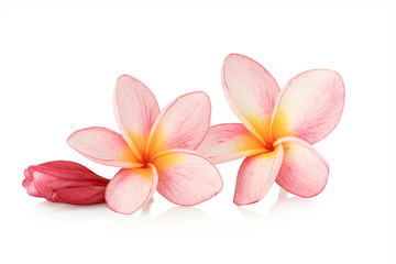 Beautiful  pink  tropical flower  isolated on white background, This has clipping path.