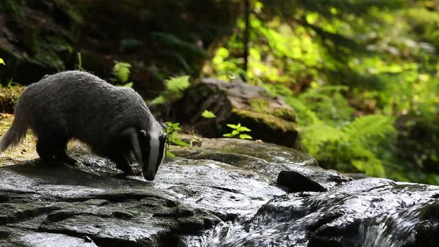 The European badger (Meles meles) also known as the Eurasian badger or simply badger is looking for food at a waterfall in a forest stream.