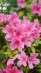 Flowers spring Montreux 