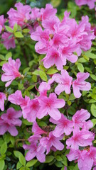 Flowers spring Montreux 